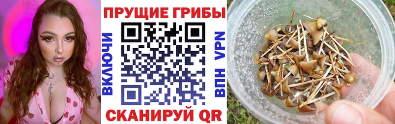 где найти   Семилуки  Псилоцибиновые грибы мицелий 
